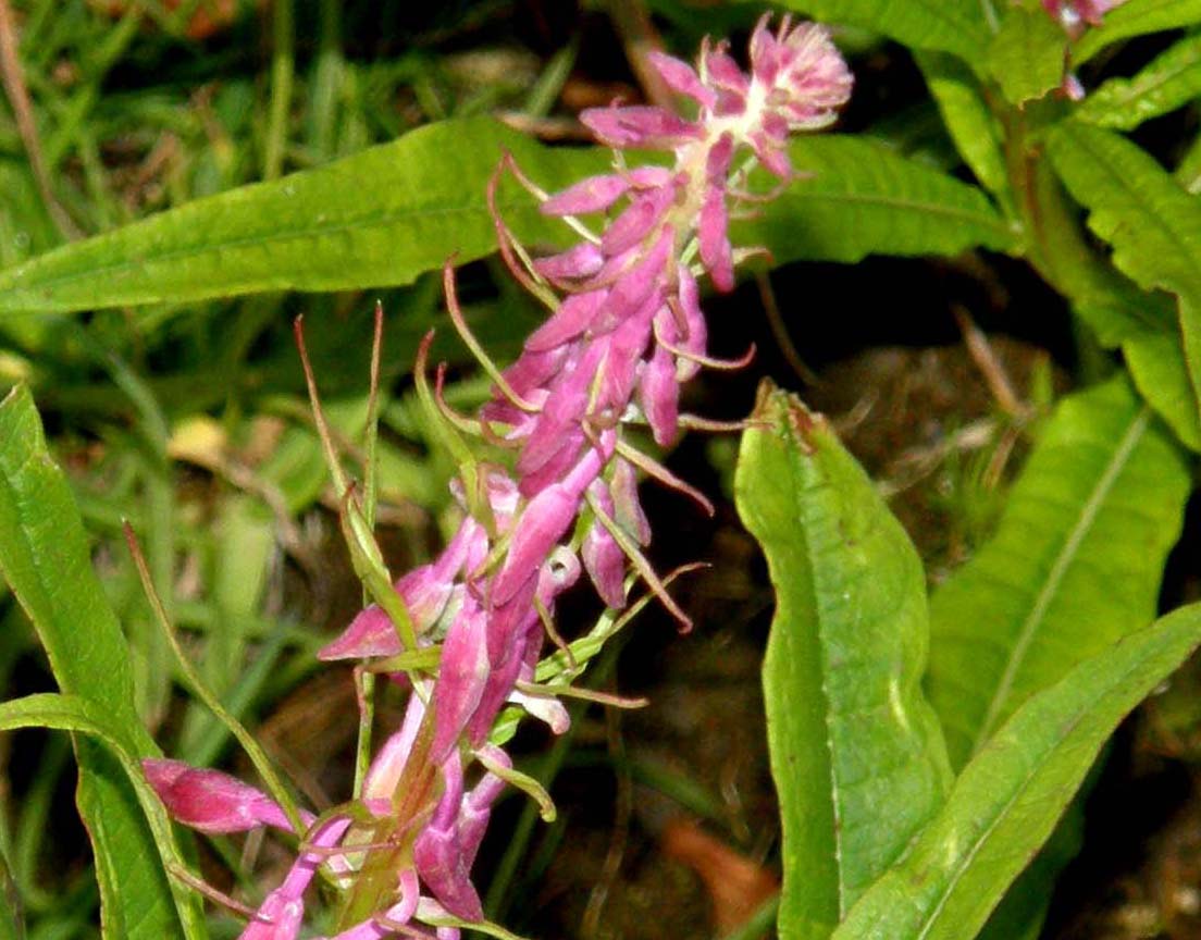 Chamaenerion angustifolium (ex Epilobium angustifolium)